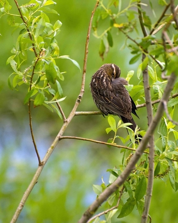 sparrow, preens, branch