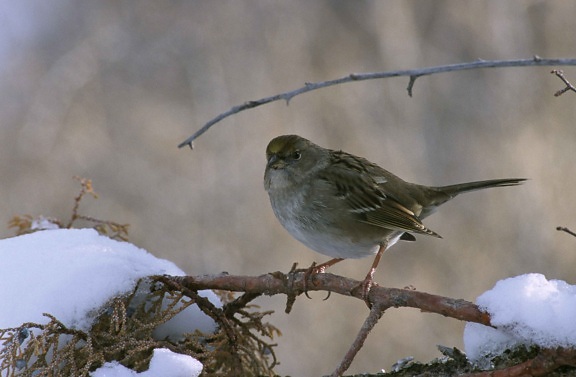 golden, crowned, sparrow, perching, snow, crusted, pine, branch