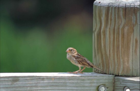 house, sparrow, bird, standing, wooden, railing, large, post, passer, domesticus