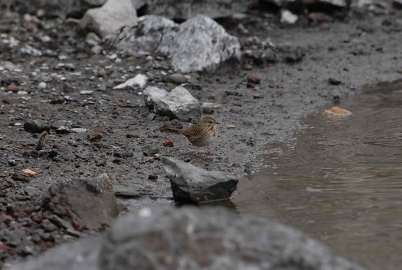 lincoln, sparrow, pauses, water