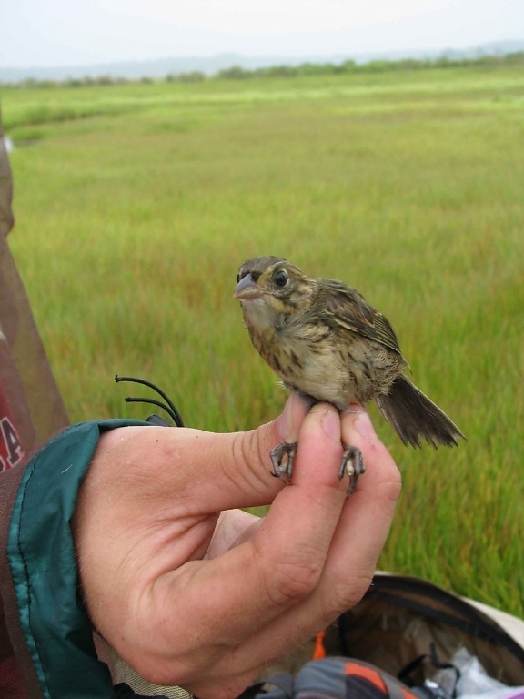 saltmarsh, sparrow, ammodramus caudacutus, bird, hand