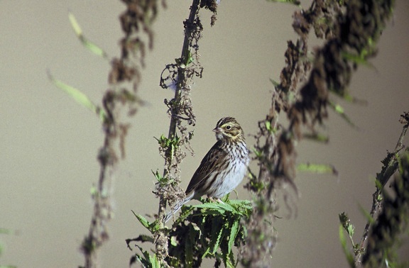 Savannah sparrow, dostane, portrét