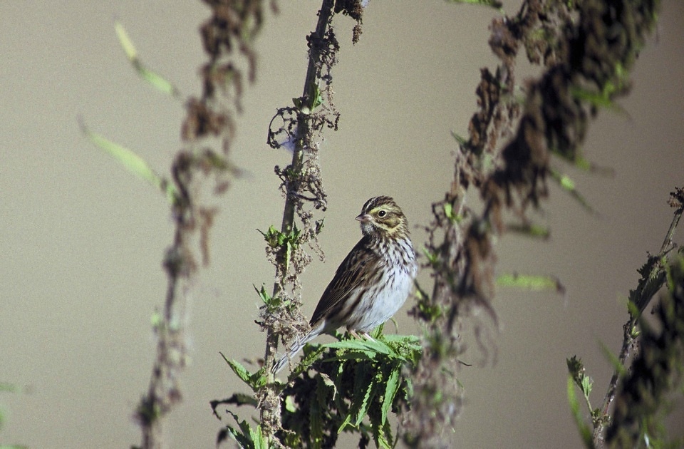 Трава воробья. Passerculus sandwichensis. Sparrow grass. Anchor Spring Sparrow.