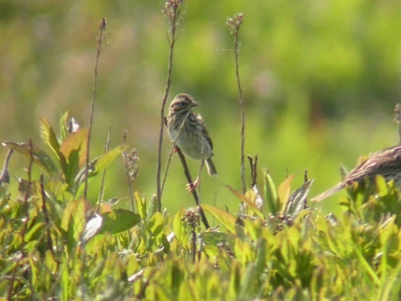 Savannah sparrow, pták, tráva