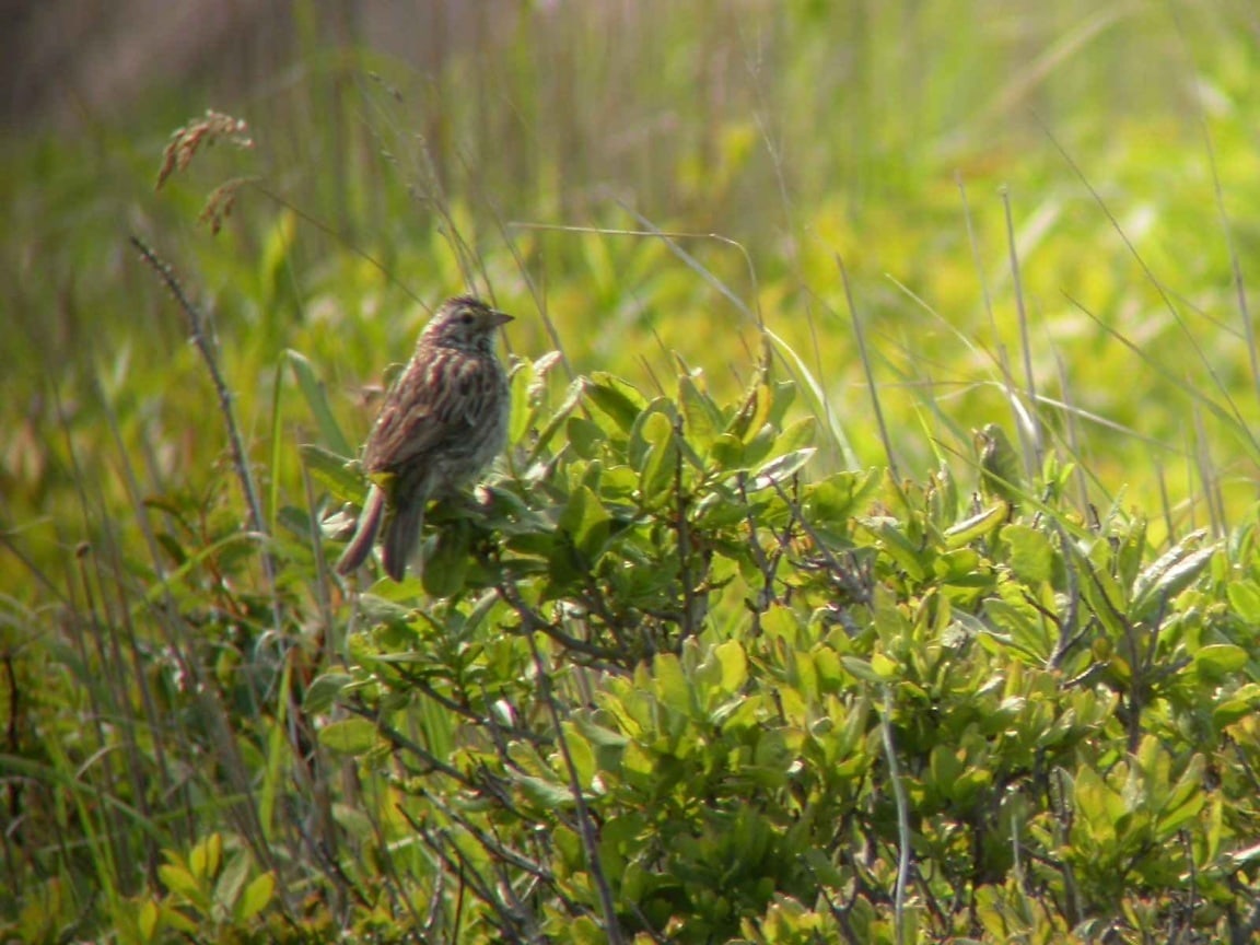 Трава воробья. Птичка сидящая на траве. Sparrow grass 2022 Белгород. Источник слуховой информации трава Воробей.
