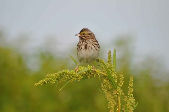 Savannah sparrow, tráva