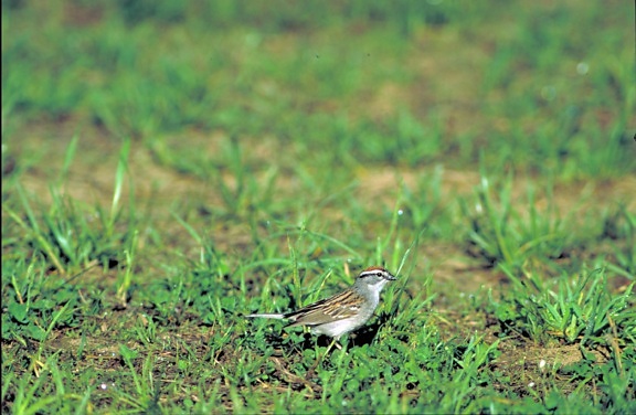 side, chipping, sparrow, bird