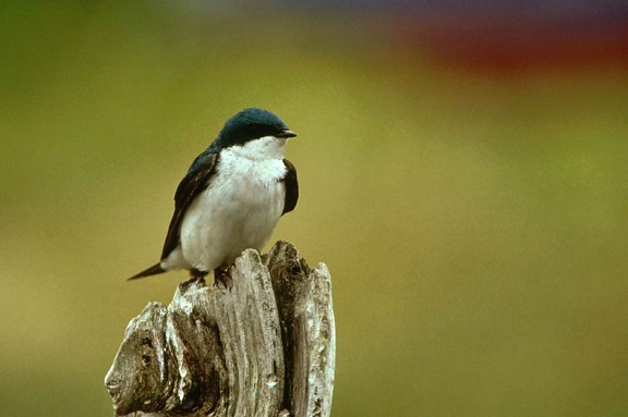small, songbird, tree, swallow, tachycineta bicolor