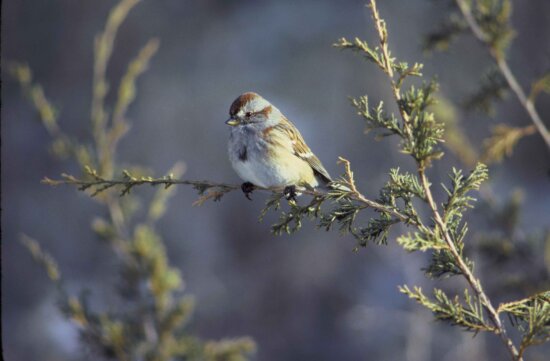 spizella arborea, American, tree, sparrow, bird