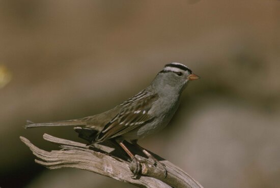 up-close, white, crowned, sparrow, bird, siting, tree, branch