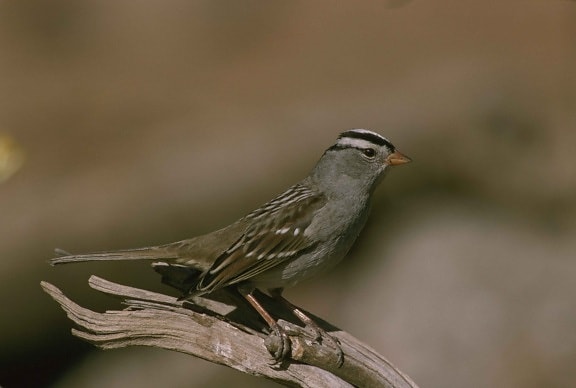 up-close, putih, dimahkotai, sparrow, burung, tapak, pohon, cabang
