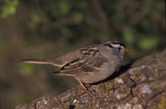white, crowned, medium sized, sparrow, zonotrichia leucophrys