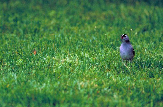 white, crowned, sparrow, bird, green grass, zonotrichia leucophrys