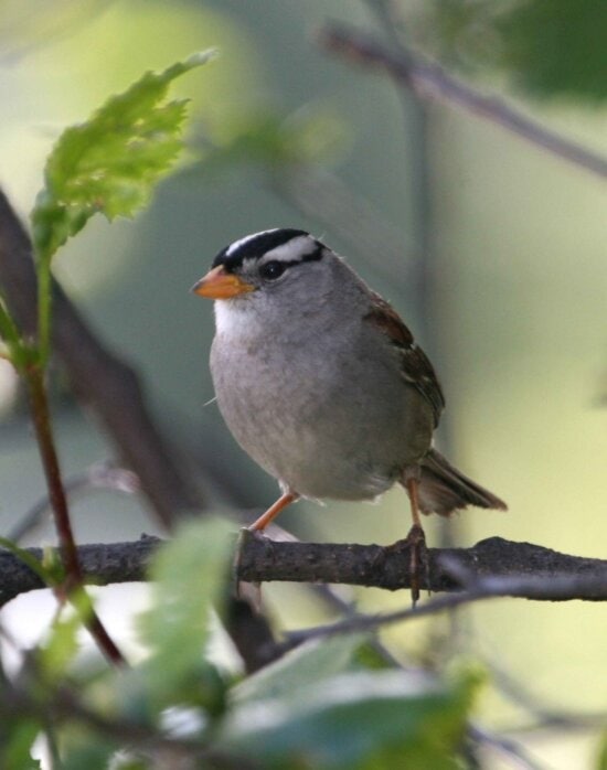 white, crowned, sparrow, bird, zonotrichia leucophrys