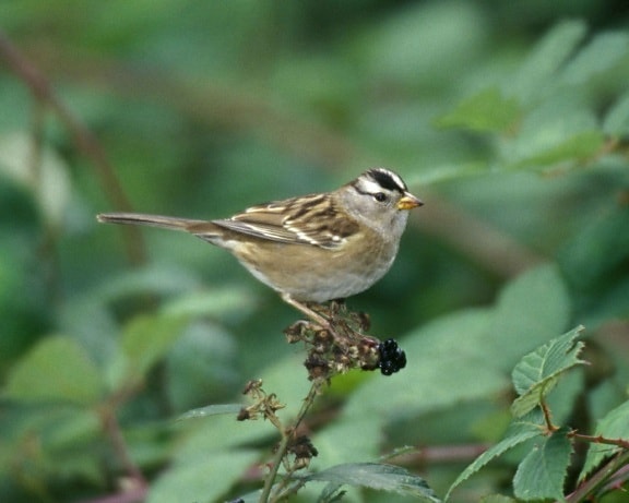 white, crowned, sparrow, standing, branch, looking,