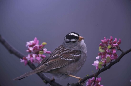 white, crowned, sparrow, zonotrichia leucophrys, flowering, tree