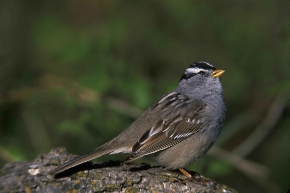 white, throated, sparrow, medium sized, sparrow, close
