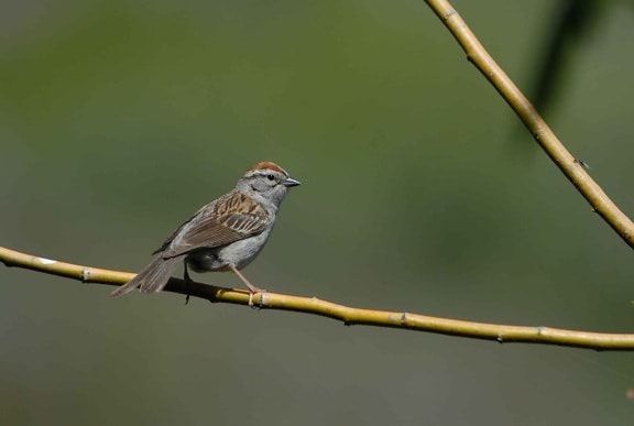 spizella passerina, fugl, sparrow