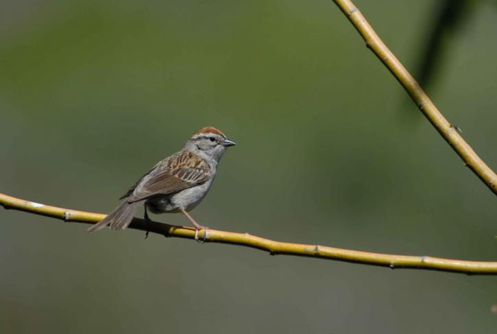 spizella passerina, fugl, sparrow