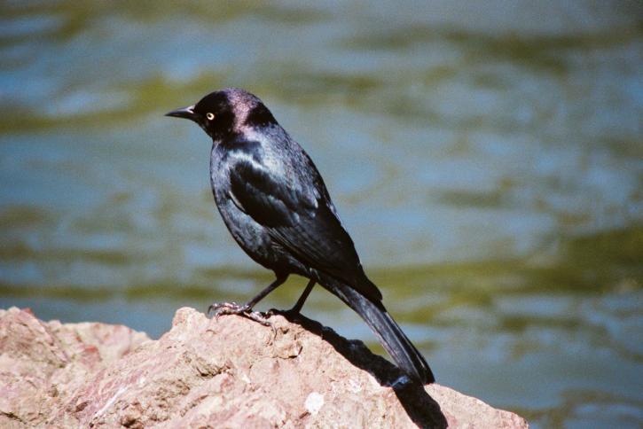 Starling, čierna, vták