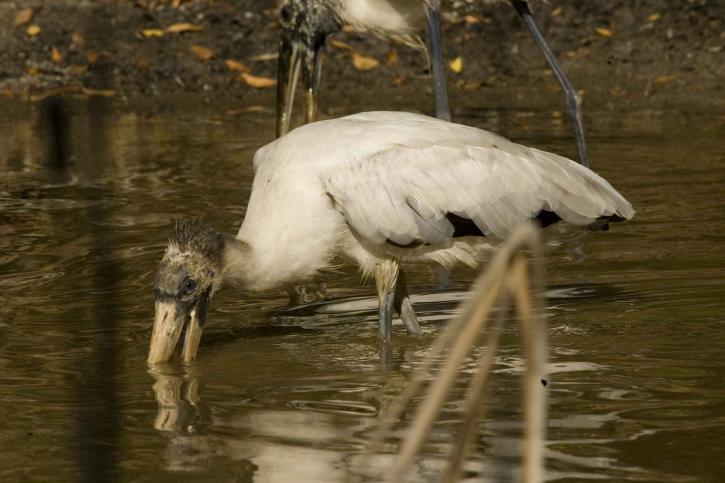 up-close, wood, stork, wades, search, meal