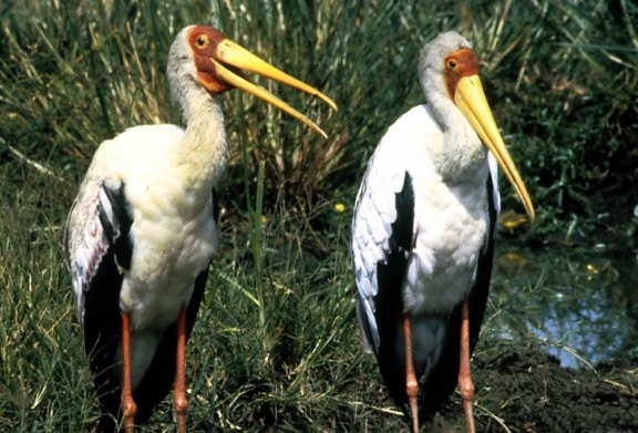 yellow, billed, stork, birds, pair, mycteria ibis