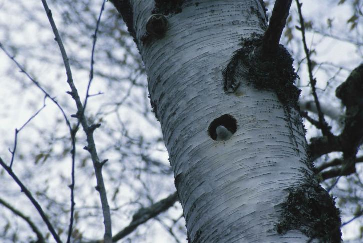 Songbird, tree, svelge, reir, tre, tachycineta bicolor