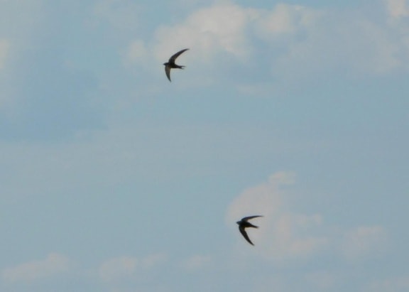swallows, birds