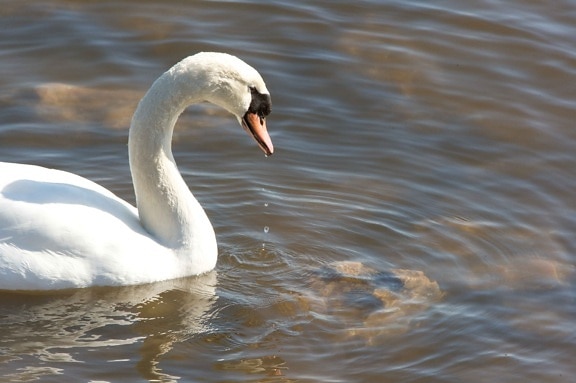 profile, mute, swan, water