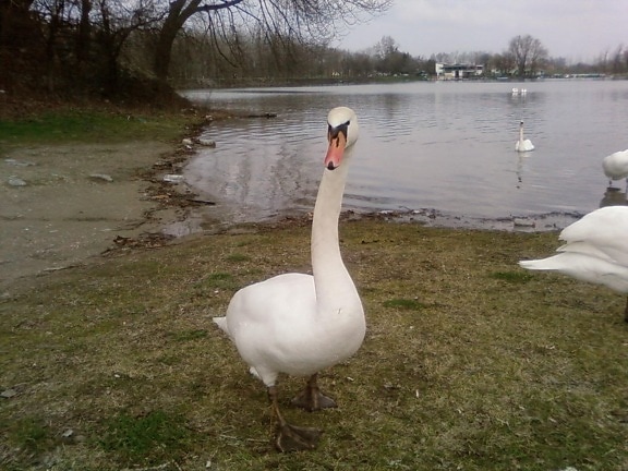 approaching, curious, big, white swan