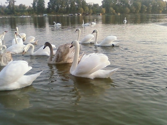 hermoso, cisnes, río