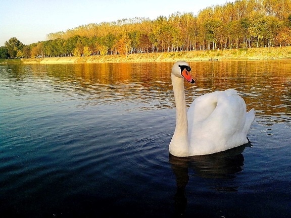 beautiful, white swan, bird, posing