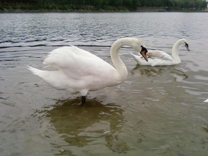 veľký, swan