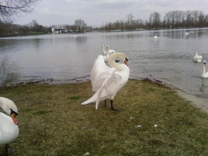 big, white swan, stretching, wings