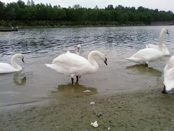 ptaki, swans, wody