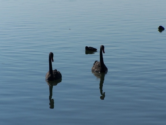 black, swans, cygnus atratus