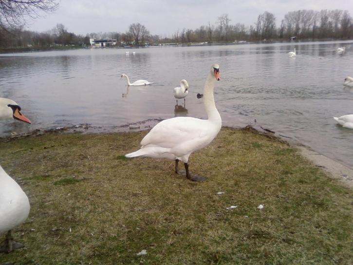 curious, bird, white swan