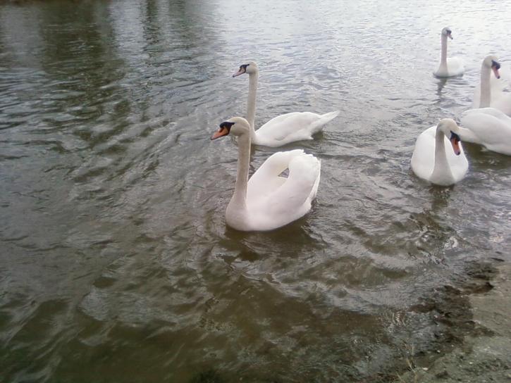 Dunaj, ptaki, swans