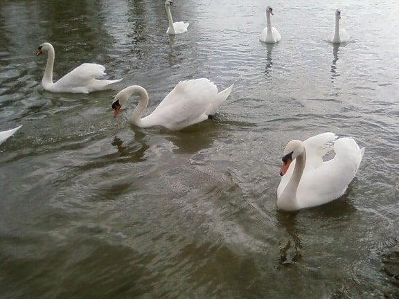 grupo, cisnes, Danúbio