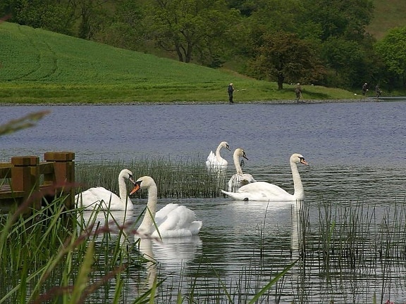 lakes, swans, fishing