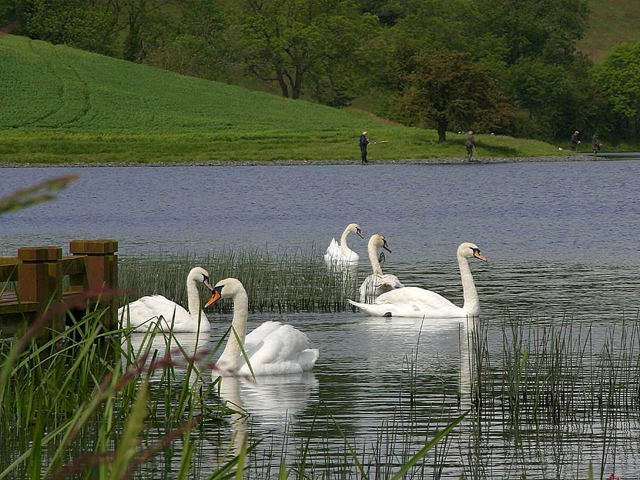 Лебединое озеро 2013. «Озеро Лебединое» немецкая деревня. Лебеди на озере. Много лебедей на озере. Лебеди в Царицыно.