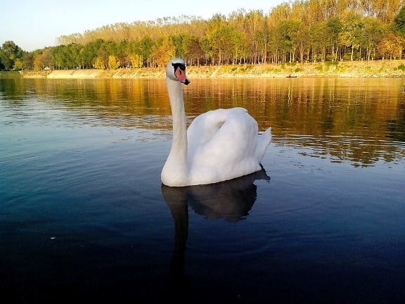 landscape, swans, floating, lake