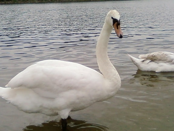 male, swan, bird