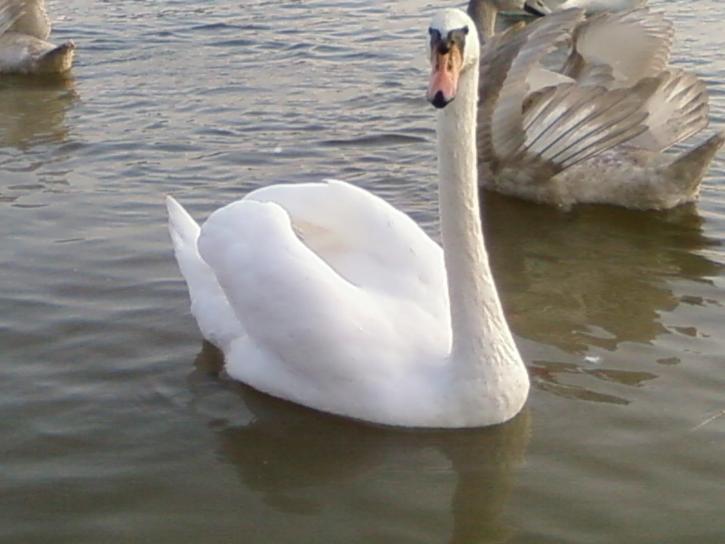 male, white swan, young, swans