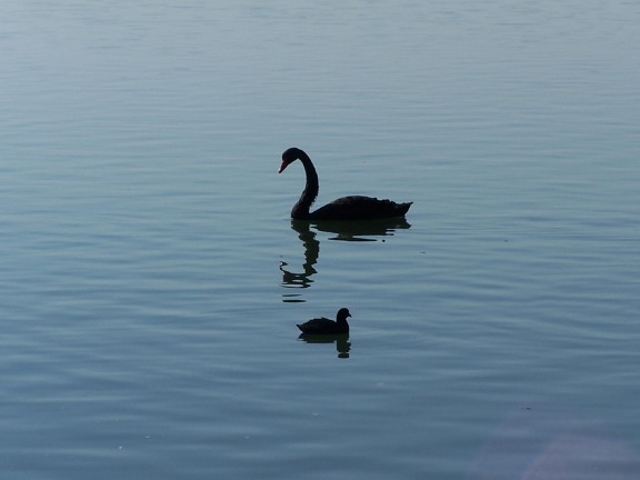 mirrored, swan, bird