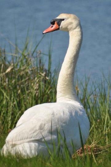 mute, swan, up-close, grass, bird, cygnus, olor