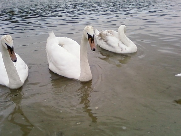 nice, young, swans