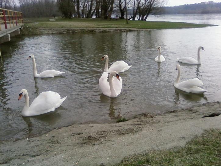 seven, swans