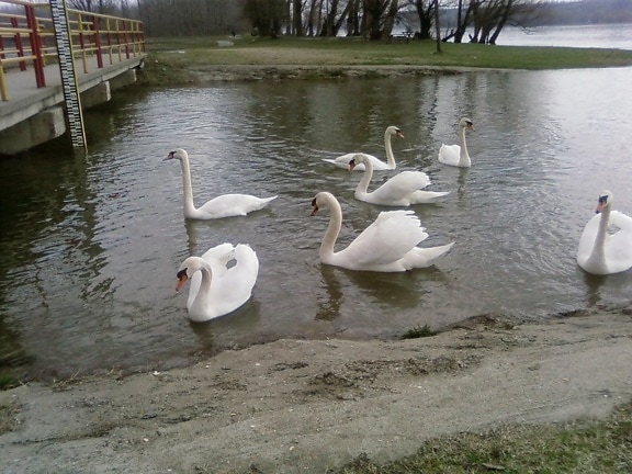 seven, young, white swans, bird, lake