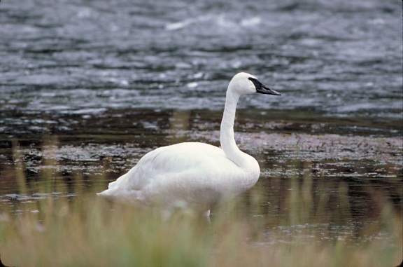 single, swan, bird, cygnus buccinator, standing, shore, icy, water